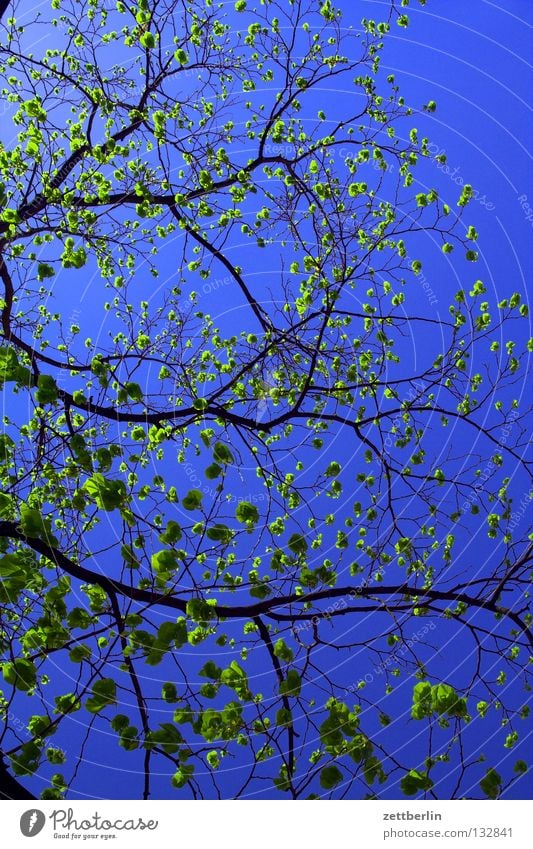 End of April Spring Blossom Plant Maturing time Sprout Spring fever Tree Sky blue Celestial green Bud Growth Branch Twig