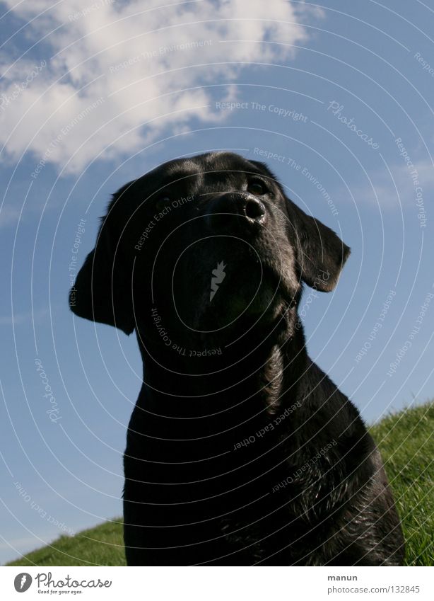 sublime Clouds Meadow Green Black Dog Labrador Summer Sublime Majestic Calm Serene Endurance Trust Animal Mammal Sky sky blue View into the distance