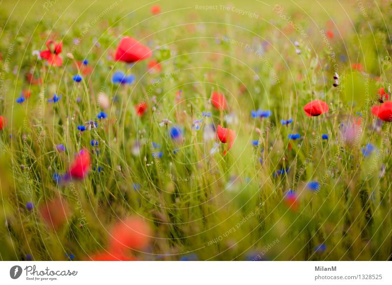 poppy seed & grain Well-being Relaxation Fragrance Trip Environment Nature Landscape Plant Sun Summer Climate Beautiful weather Blossom Meadow To enjoy Growth