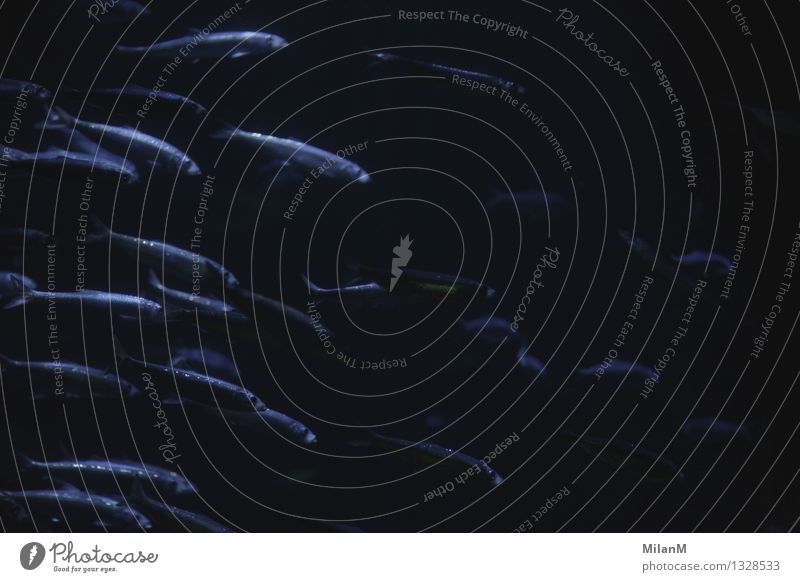 swarm Relaxation Vacation & Travel Tourism Trip Ocean Aquatics Dive Environment Nature Water Animal Fish Flock Discover Eating Catch Swimming & Bathing Wet