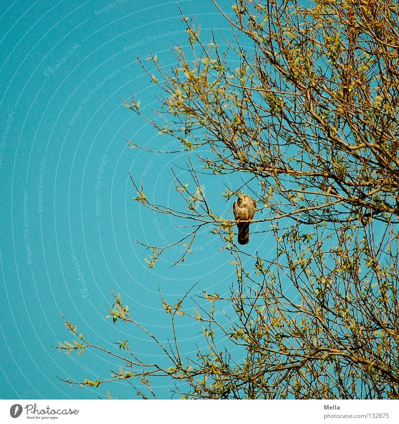 Falcon Spring III Environment Nature Plant Animal Tree Bird Kestrel 1 Crouch Sit Natural Blue Loneliness Colour photo Exterior shot Deserted Day Looking