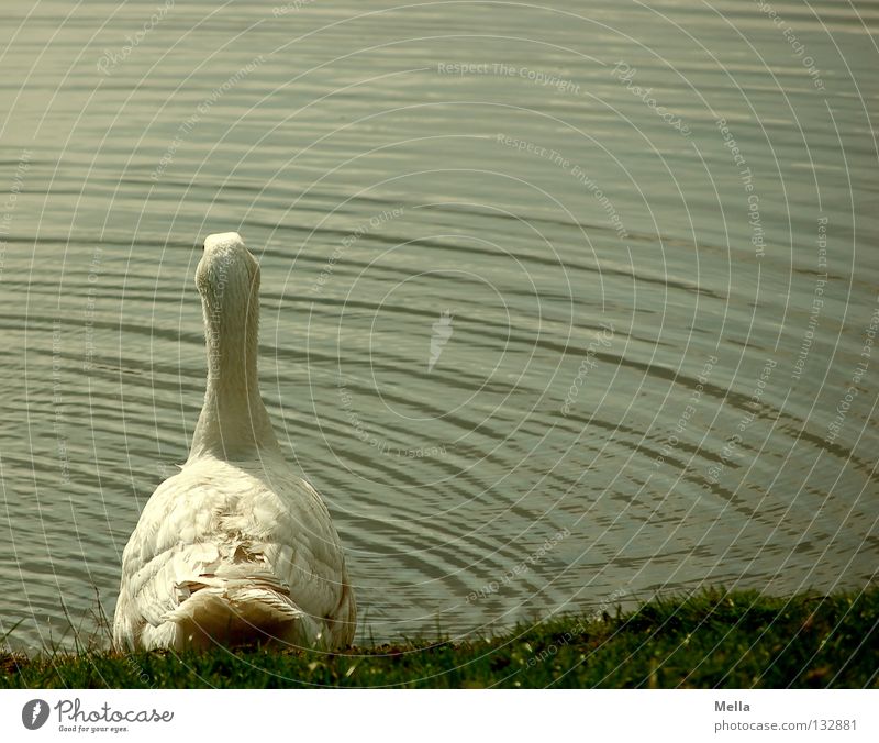 Should I or shouldn't I? Goose Lake Pond Waves White Green Farm Ecological Idyll Rural Adequate Environment Meadow Free-roaming Bird Water Organic farming