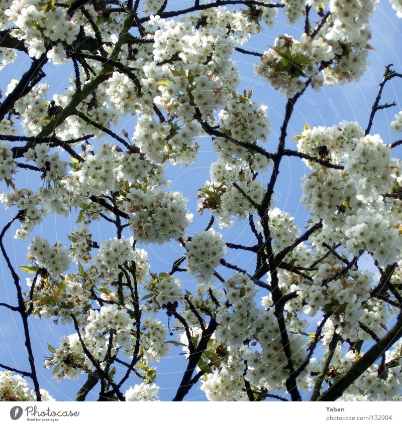 sakura Blossom Cherry Cherry blossom Tree Botany Spring Sprout Japan Nature Beautiful weather on a sunny day Hanami