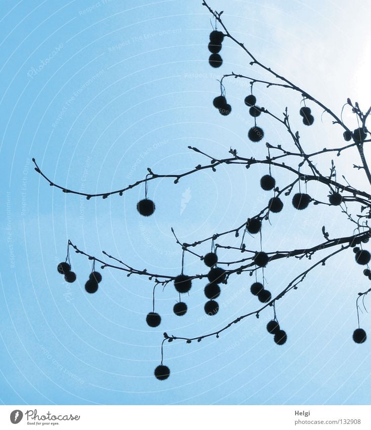 Branches of a plane tree with hanging seed balls in front of a blue sky Large Might Thorny Tuft Hang up Park Sky blue Light Sun Spring April Round Long Thin