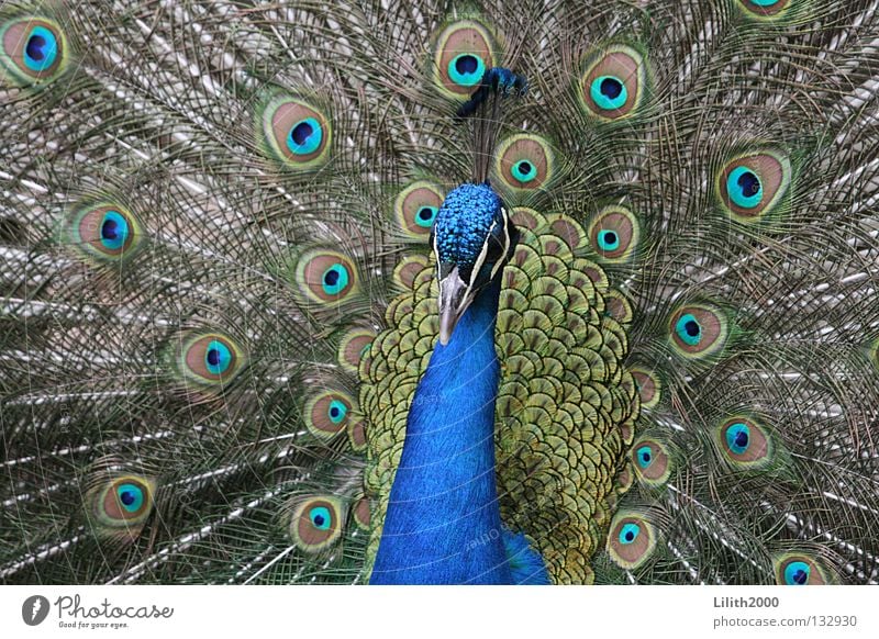 dandy Peacock Conceited Green Multicoloured Bird Rutting season Beak Zoo Animal Beautiful Feather Blue Colour Neck Peacock feather