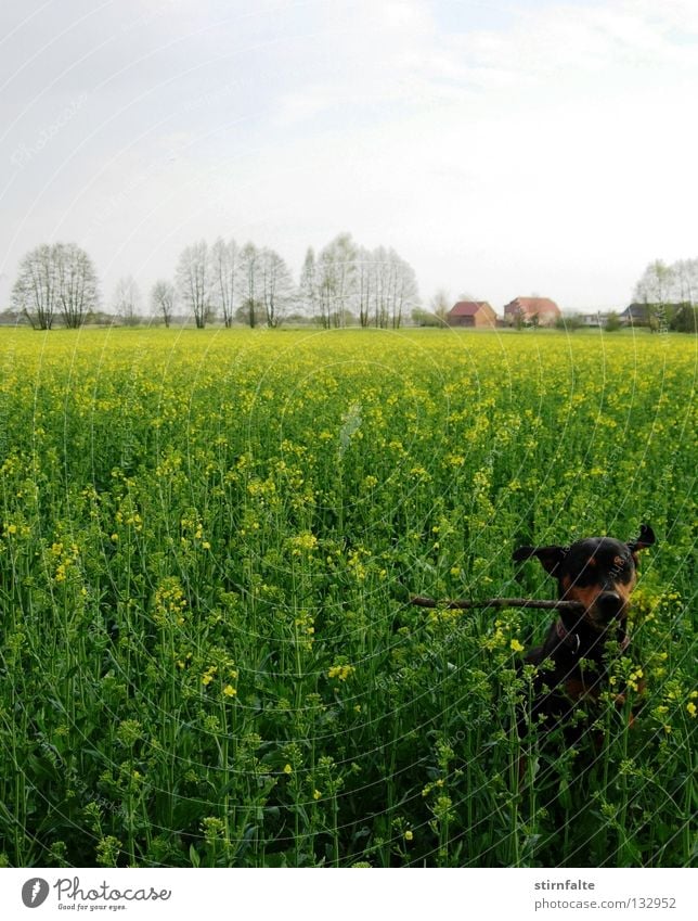 spring fever Dog Canola Field Canola field Horizon Sky Stick Jump Green Blossoming Spring Playing Romp Retrieve Movement Renewable energy Electricity Joy Tree