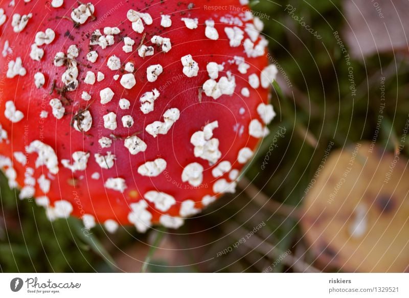 lucky devil Environment Nature Plant Autumn Mushroom Amanita mushroom Forest Illuminate Growth Esthetic Fresh Red Happy Beautiful Idyll Colour photo