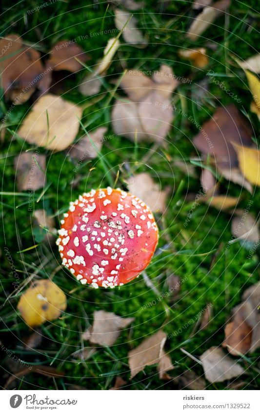 Lucky devil ii Environment Nature Plant Autumn Amanita mushroom Mushroom Forest Illuminate Growth Esthetic Happiness Fresh Beautiful Red Idyll Colour photo