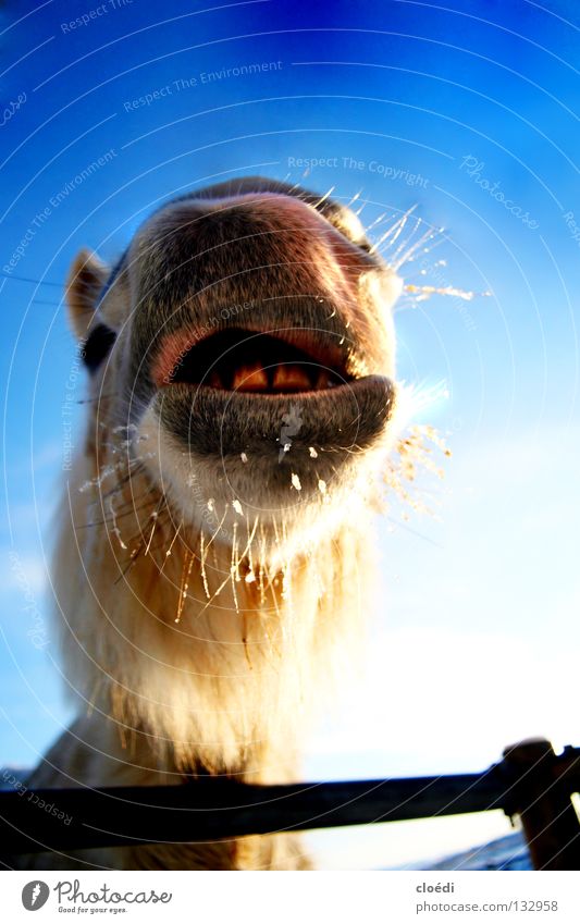 island horse Horse Icelander Iceland Pony Cold White Camel Mammal frog's perspective Snow Blue Sky Funny Muzzle