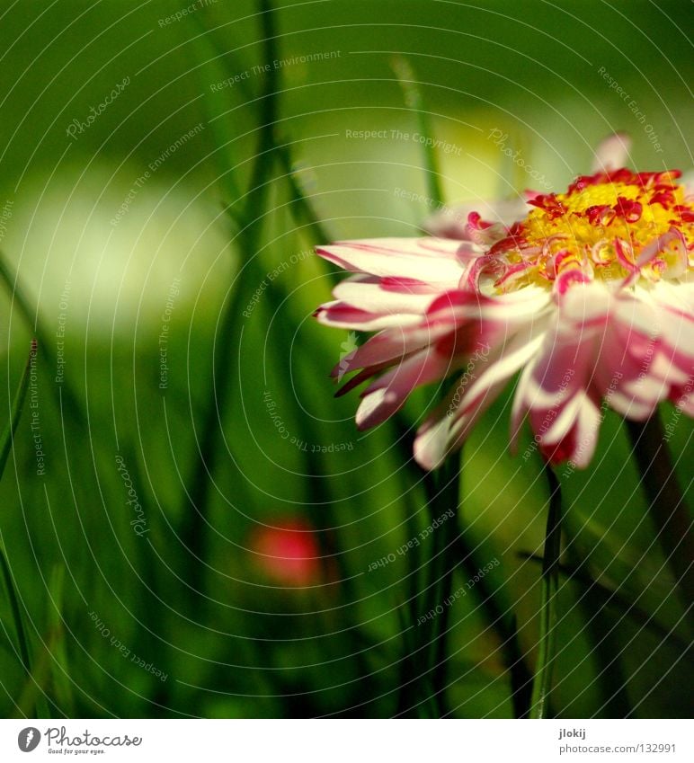 daisy Daisy Flower Plant Meadow Green Spring Summer Blossom Grass Blur White Background picture Nature Lovely Delicate Soft Worm's-eye view Small Growth Pink