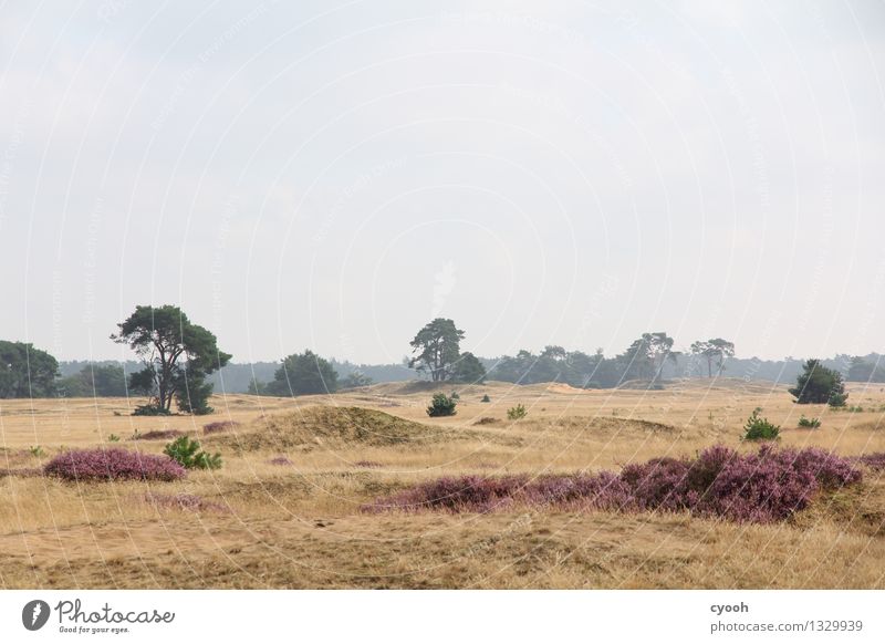 strange landscapes so close. Nature Landscape Sky Summer Autumn Tree Gloomy Dry Violet Serene Far-off places Heathland Heather family Marram grass Pastel tone