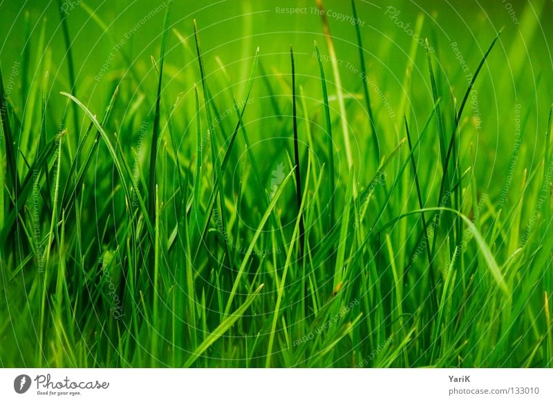 grass green Meadow Grass Blade of grass Green Grass green Dark green Bilious green Hope Spring Summer Happiness Juicy Force Plant Macro (Extreme close-up) Near