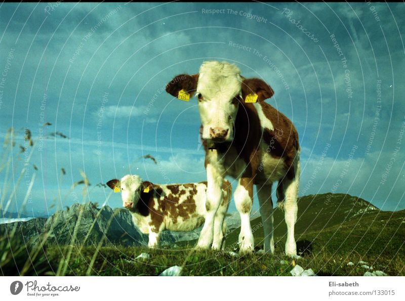 moo Green Meadow Alpine pasture Calm Cow Animal Calf Grass Juicy Summer Exterior shot Wide angle Innocent Mountain Sky Nature Pasture Happy Freedom