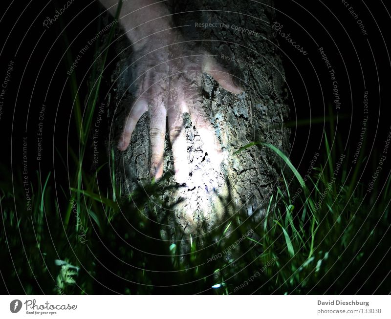 tree of life Tree Hand Light Grass Meadow Life Tree bark Night Long exposure Lamp Fingers Transparent Friendship Dark Black Green Creepy Horror film Power