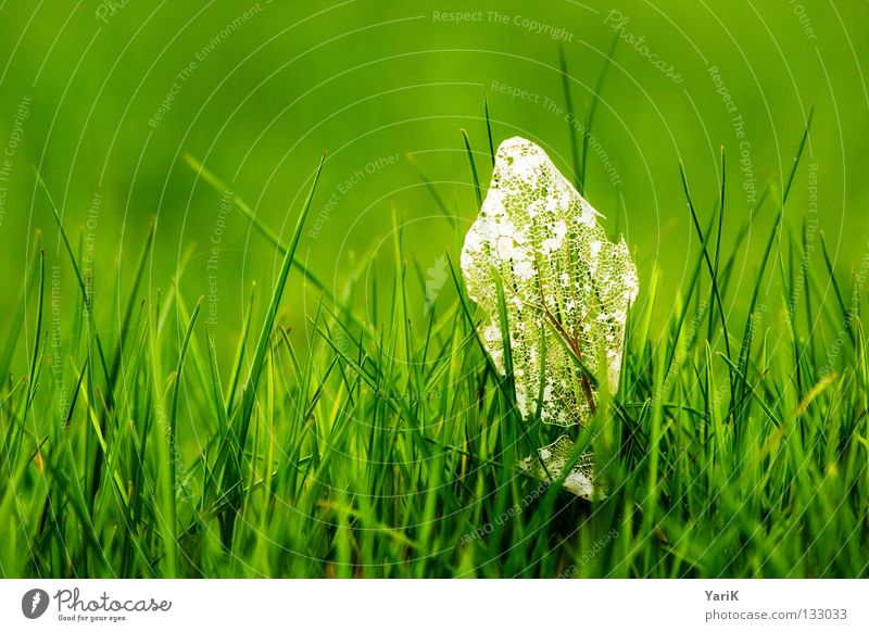 remnants Meadow Grass Blade of grass Green Grass green Dark green Bilious green Hope Spring Summer Happiness Juicy Force Plant Macro (Extreme close-up) Near