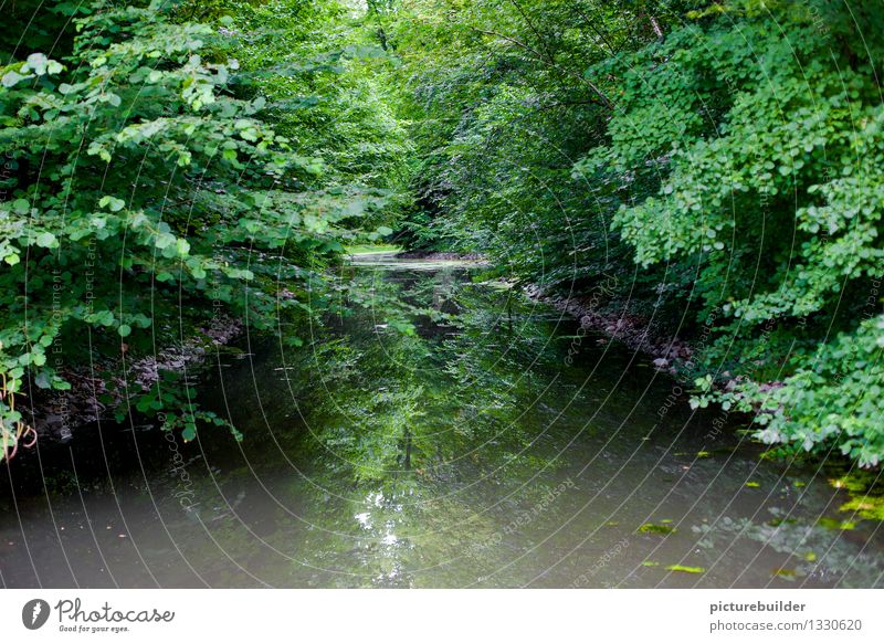 With the brook through the forest Trip Nature Summer Autumn Tree Forest River bank Brook Boating trip Green Calm Adventure Colour photo Exterior shot Deserted