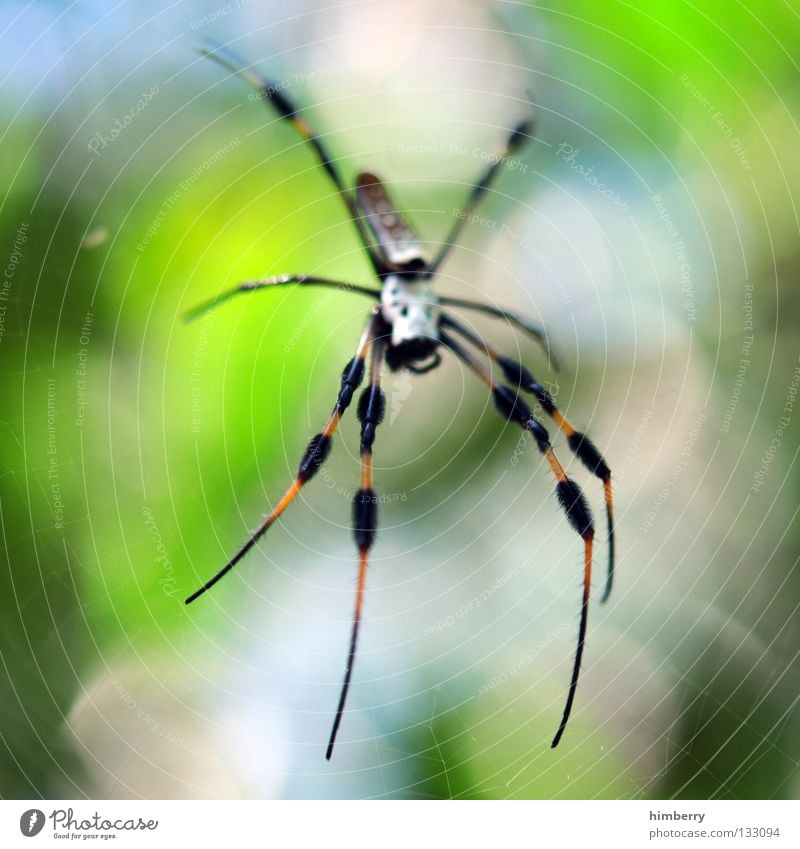 webmaster 2008 Spider Poison Dangerous Animal Living thing Observe Light Spider's web Spinner Spinning mill Green Clearing Fear Panic Macro (Extreme close-up)