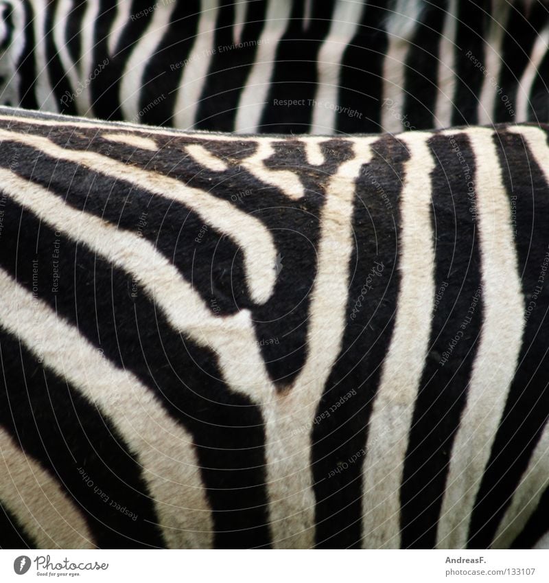 crosswalk Zebra Striped Zebra crossing Zoo Animal Black White Pattern Pelt Africa Black & white photo Mammal Beautiful monchrome Structures and shapes