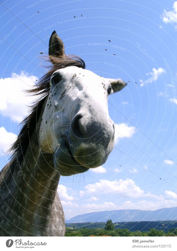 Flying : Horse Summer Switzerland Clouds Communicate Trust Blue Nature Wind Sky