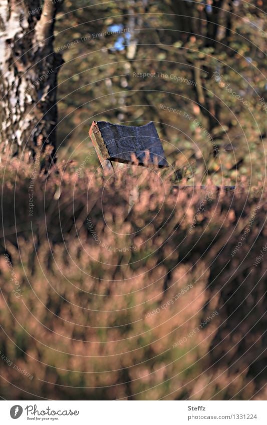 Break on the heath in the October light Heathland calluna Birch tree bench Wooden bench recover rest Relaxation take a break withered heath mysterious pagan