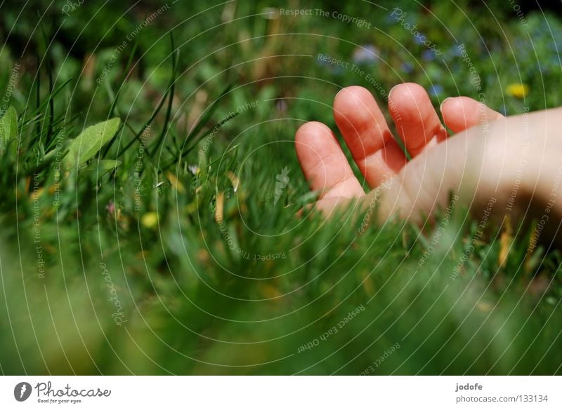 I am a daisy... Grass Meadow Hand Fingers Sleep Relaxation To enjoy Sunbathing Lie Boredom Sunday Vacation & Travel Blade of grass Foliage plant Flower Sunbeam