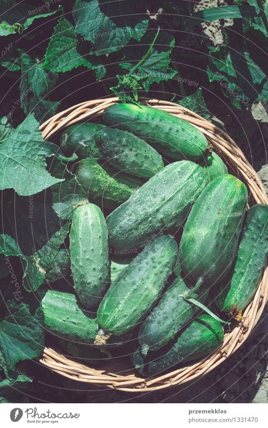 Cucumbers in the wicker basket Vegetable Healthy Eating Summer Garden Leaf Fresh Natural Green Basket Copy Space cucumber field food healthy Organic Rustic