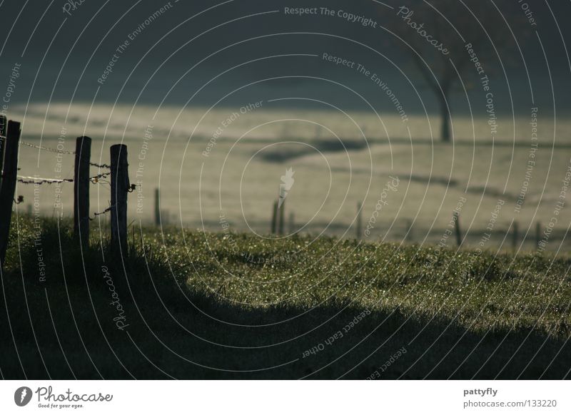 I--I-I-- Meadow Fence Dew Grass Morning Tree Hoar frost Green White Gray Border Nature Far-off places demarcated Shadow