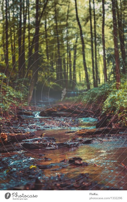 small creek in the undergrowth Trip Adventure Expedition Environment Nature Landscape Plant Elements Earth Water Summer Climate Fog Rain Tree Grass Bushes Moss