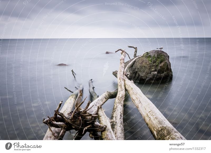 By the sea Nature Air Water Clouds Horizon Tree Coast Baltic Sea Animal Wild animal Bird Seagull 1 Infinity Maritime Blue Gray Green Ocean Surface of water Sky