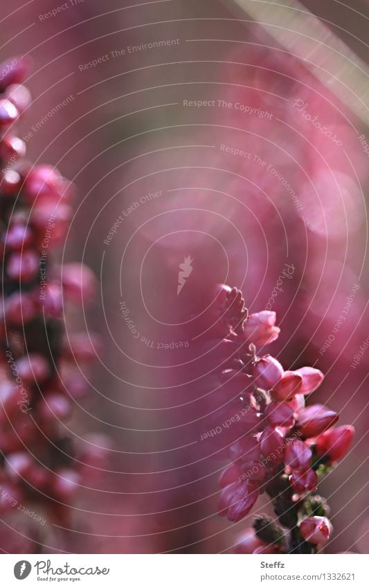 Ornamental heather in beautiful light Ornamental Heather Heathland Nordic Poetic Picturesque Domestic Flare shimmer of light Romance Nordic romanticism