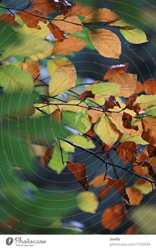 change of seasons Intermediate beech leaves beech branch transient transmutation Nature's cycle Seasons Beech tree forest bath Autumn leaves Automn wood