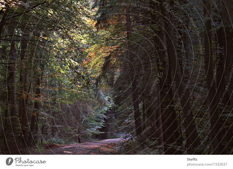 Walk in the forest Automn wood forest bath Forest dense wood enchanted forest September deep in the forest Forest atmosphere Transience Early fall Promenade