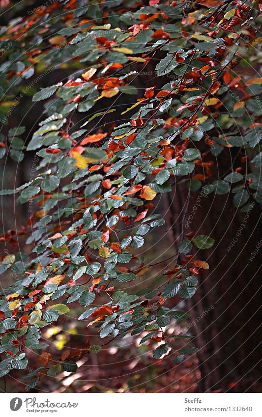 beginning of autumn beech leaves beech branch Intersection Transform End of the season forest bath transform change in the course of time