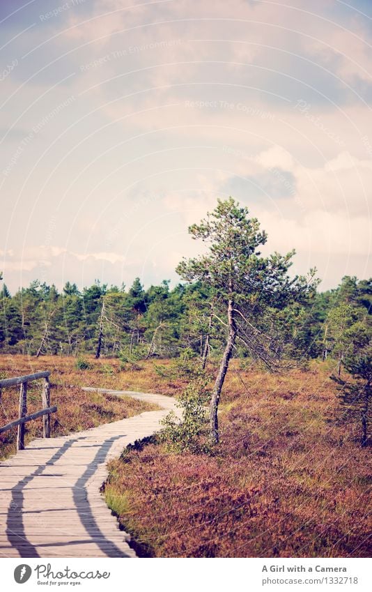 Black Moor Environment Nature Landscape Plant Elements Sky Clouds Autumn Beautiful weather Tree Forest Bog Marsh Wild Rhön Fallow land Nature reserve