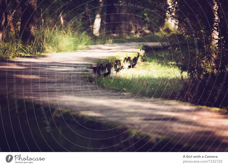 On the wrong track of life Environment Nature Landscape Plant Summer Autumn Beautiful weather Grass Forest Bog Marsh Sustainability Natural Curved Wood Woodway