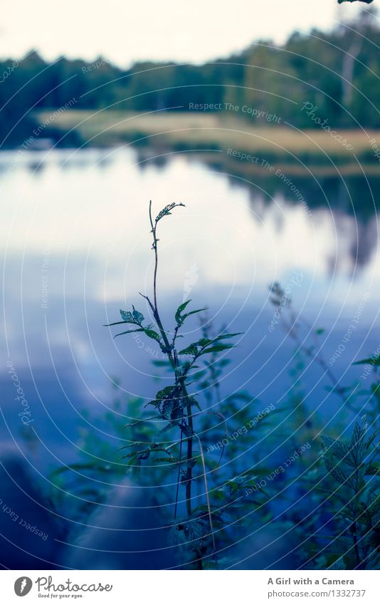 evening at the lake Environment Nature Landscape Plant Autumn Lakeside Boredom Rhön Calm Blue Balance Peaceful Subdued colour Exterior shot Deserted