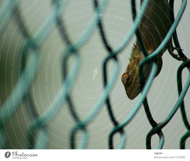 transparency Sunbathing Garden Animal Virgin forest Observe To hold on Long Green Watchfulness Vista Saurians Lizards Agamidae Eyes Reptiles Asia Crest Fence