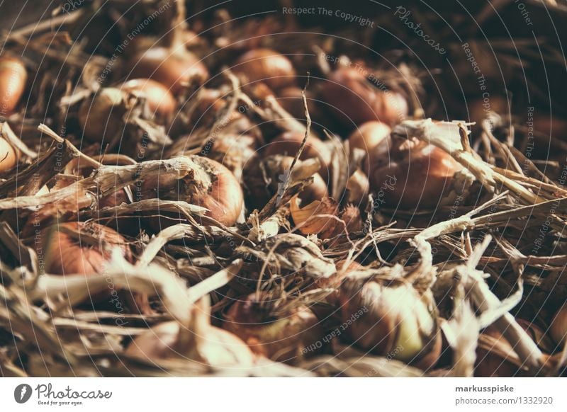 fresh organic onion harvest Food Vegetable Onion Onion skin Onion ring Urban gardening Root Nutrition Eating Lunch Dinner Picnic Organic produce Vegetarian diet