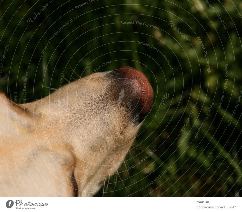 A piece of dog II Grass Green Dog Labrador Nose Animal Tip of the nose Blonde Dog's head Calm Serene Dark Damp Mammal labbi bright Labrador white dog dog part