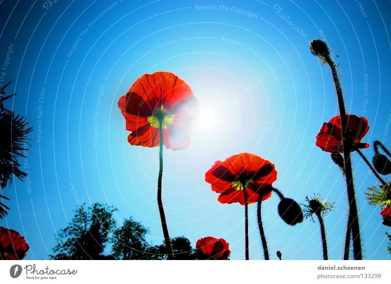 Summer is coming! Poppy Corn poppy Red Light Sunbeam Spring Flower Blossom Light blue Cyan Silhouette Back-light Celestial bodies and the universe Sky