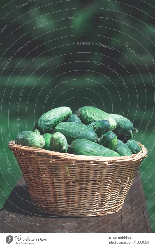 Cucumbers in the wicker basket Vegetable Healthy Eating Summer Garden Fresh Natural Green Basket Copy Space cucumber food healthy Organic Rustic Seasons