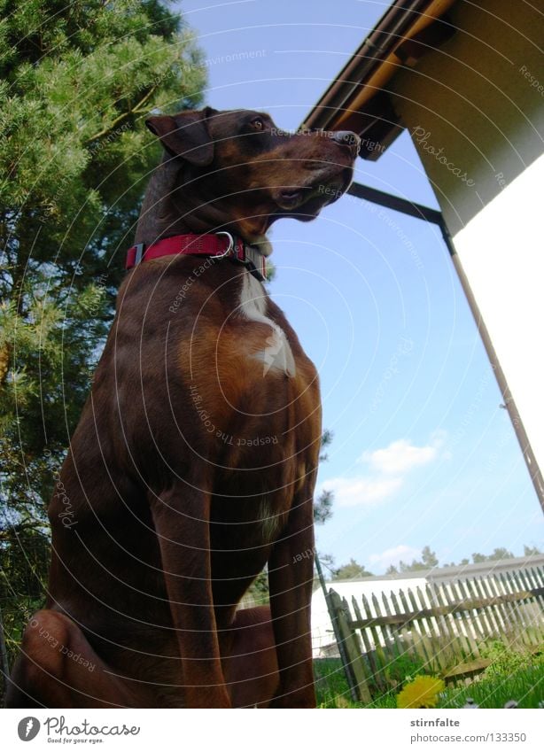 tilted position Dog House (Residential Structure) Tree Fence Pelt Roof Brown Mammal Garden Sit To fall Sky Tilt