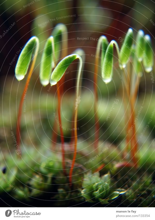 lampions Black Green Red Near Soft Blur Autumn Background picture Night Glittering Carpet Carpet of moss Macro (Extreme close-up) Close-up Obscure moss seed