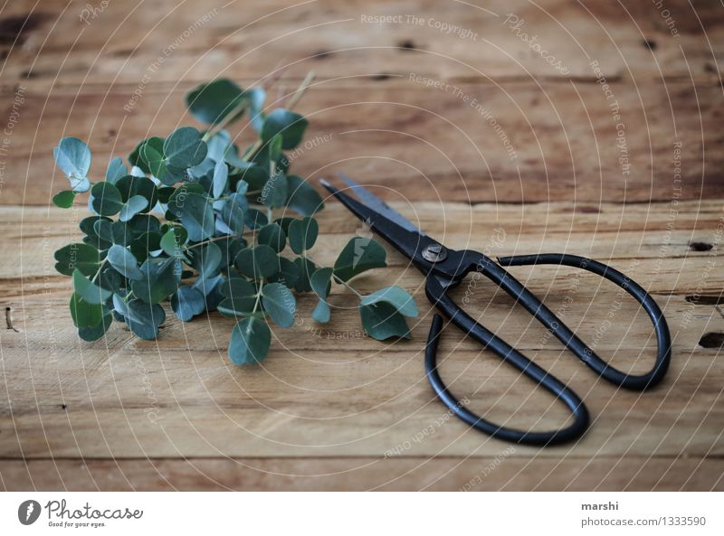 eucalyptus Nature Plant Bushes Garden Emotions Moody Gardening Scissors Work and employment Living or residing Leisure and hobbies Eucalyptus tree