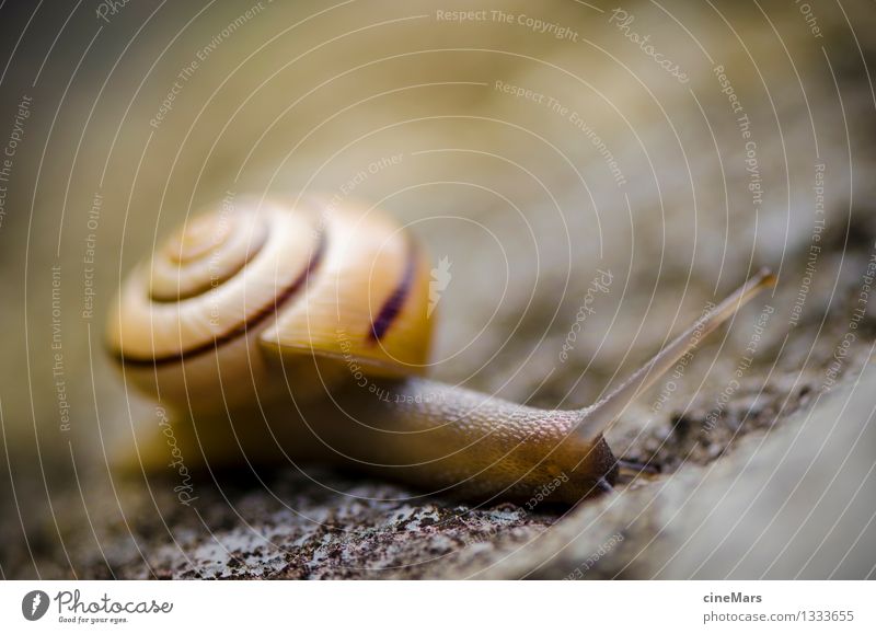 Greek snail Plant Summer Rock Animal Wild animal Snail 1 Vacation & Travel Dream Hiking Wait Elegant Naked Indifferent Effort Movement Performance Thrifty