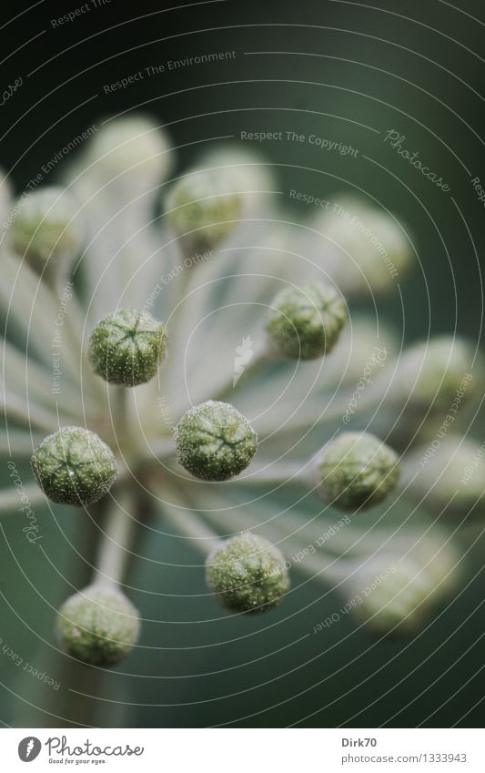 Ivy buds Environment Nature Plant Summer Bushes Bud Tendril Creeper Umbellifer Garden Park Growth Cold Small Natural Round Brown Gray Green Beginning Blossoming