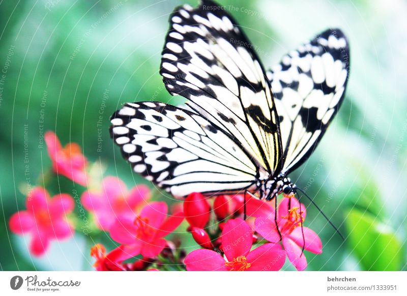 dusted Nature Plant Animal Spring Summer Flower Leaf Blossom Garden Park Meadow Wild animal Butterfly Animal face Wing 1 Observe Blossoming Fragrance Relaxation