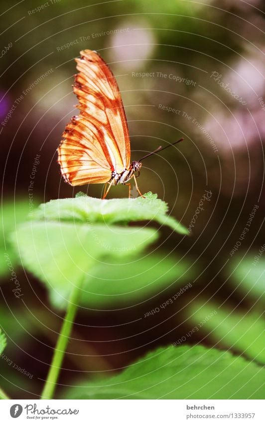 Spot on! Nature Plant Animal Spring Summer Beautiful weather Tree Bushes Leaf Garden Park Meadow Wild animal Butterfly Wing 1 Observe Relaxation Flying Sit