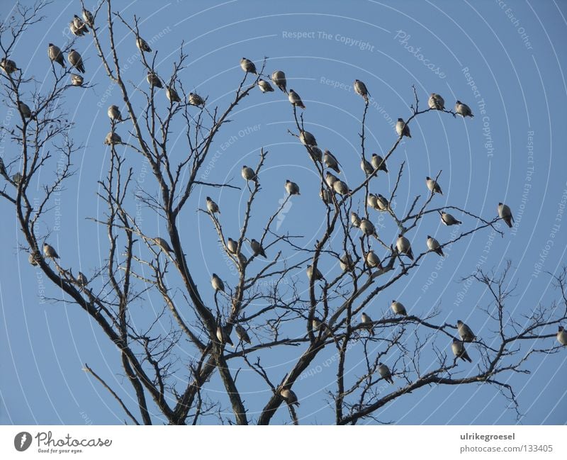 Meeting in the winter sun Tree Bird Multiple Treetop Cold Exterior shot Winter Sky Clarity Many Branch Blue Nature