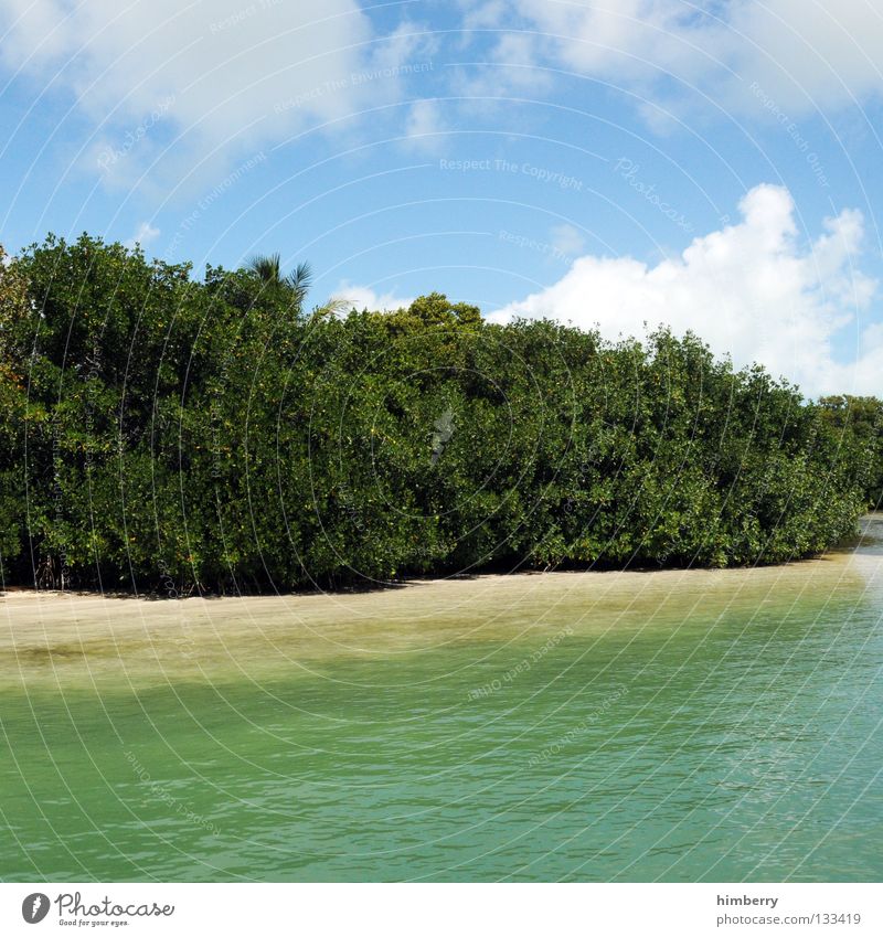 Waterworld Nature Ocean Coast Body of water Tree Bushes Clouds Sky Park National Park Botany Plant Animal Florida Beach water world Earth Sand caribbean trees